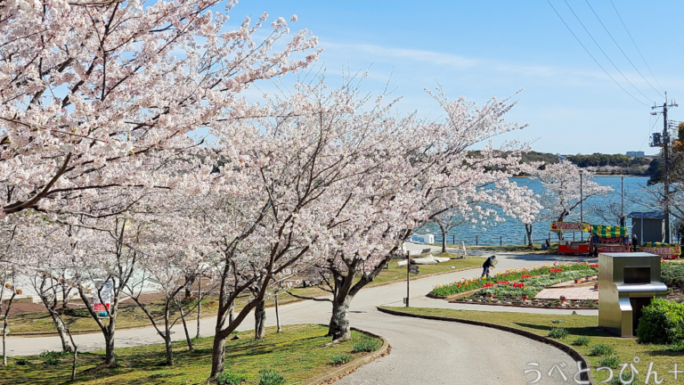 山口県民必見!宇部市中心部で「お花見」が楽しめる公園や神社10選 – Ube toppin+(うべとっぴんプラス)